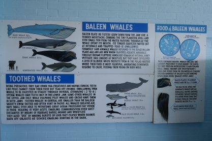 Im Killer Whale Museum, Eden (Foto: Michael Kleinert)
